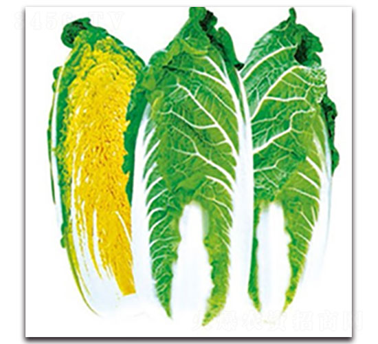 �����S���޲�-��ײ˷N��-���ʵ�