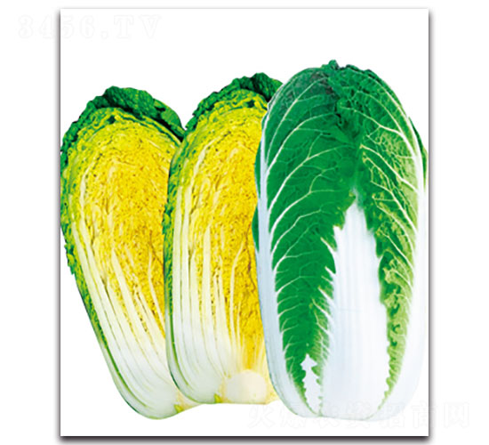 �½�3̖-��ײ˷N��-���ʵ�