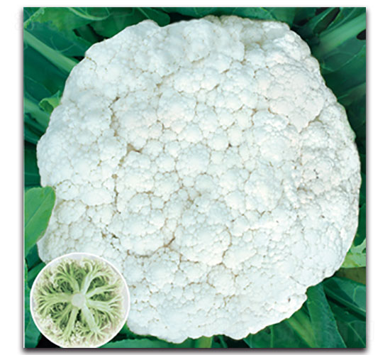 ����65��-��Ҭ�˷N��-���ʵ�