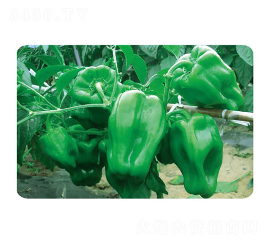 �齷JF-11-�����N��-�ȃ�(y��u)�_(d��)