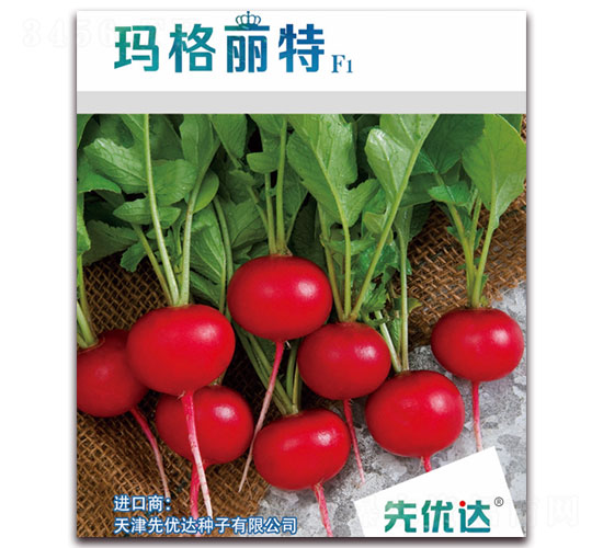 ��������F1-���ѷN��-�ȃ�(y��u)�_