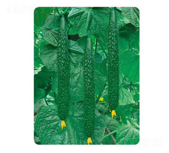 �ȃ�(y��u)L306-�S�ϷN��-�ȃ�(y��u)�_(d��)