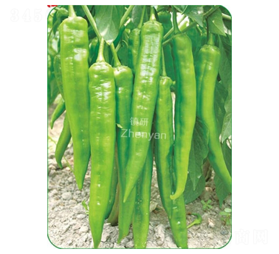 �(zh��n)����̖-�⽷�N��-�(zh��n)�зN�I(y��)