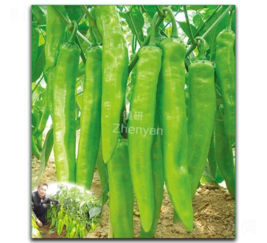 �(zh��n)�лʵ�-�⽷�N��-�(zh��n)�зN�I(y��)