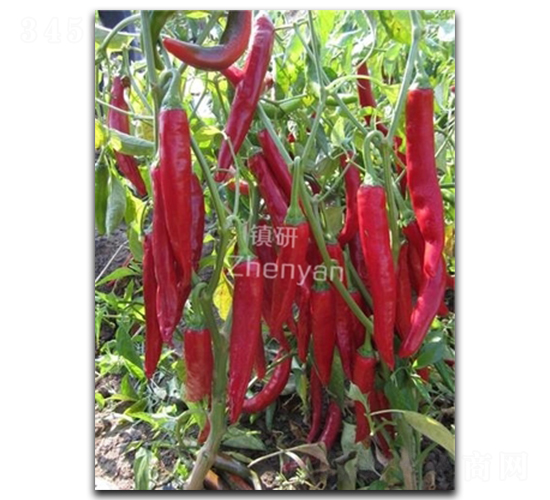 �t��4̖-�����N��-�(zh��n)�зN�I(y��)