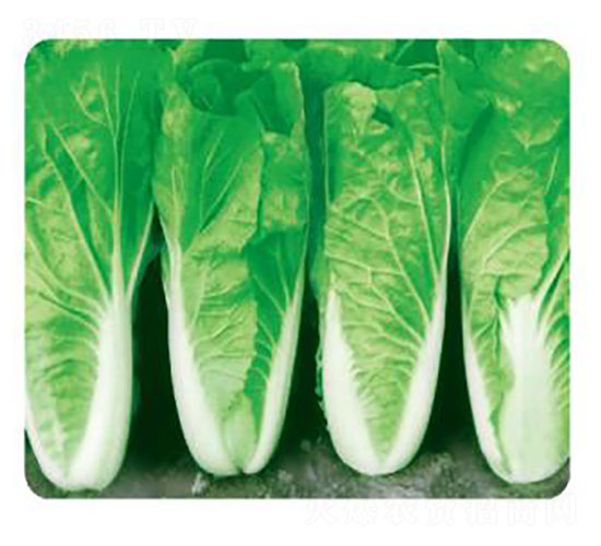 �ȃ�(y��u)8̖-�ײ˷N��-�ȃ�(y��u)�_(d��)