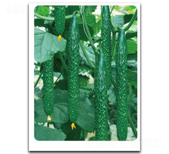 �ȃ�(y��u)-W50-�S�ϷN��-�ȃ�(y��u)�_(d��)