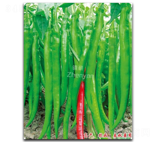 ������8̖-�����N��-�(zh��n)�зN�I(y��)