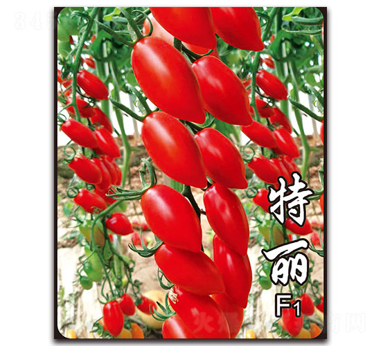 ����F1-���ѷN��-�ȃ�(y��u)�_