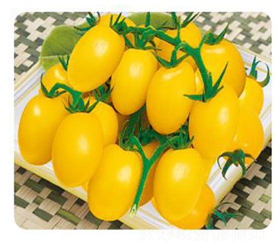 ��ɯ-���ѷN��-�ȃ�(y��u)�_(d��)