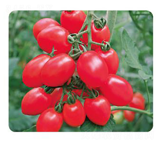 ����-���ѷN��-�ȃ�(y��u)�_(d��)