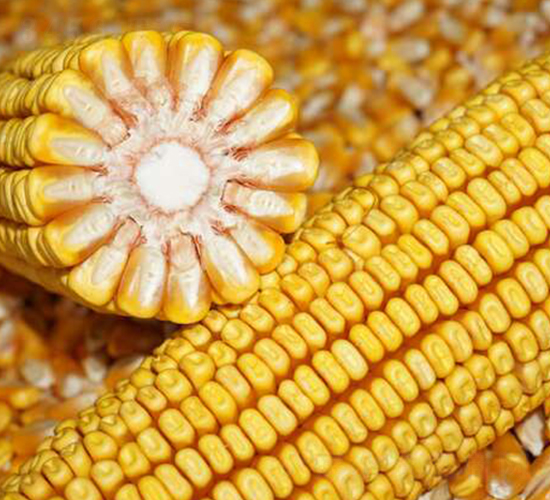 ����579-���׷N��-���ǷN�I(y��)