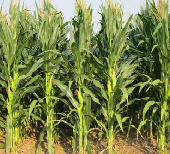 ����4̖-���׷N��-���ǷN�I(y��)