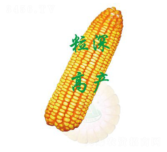 ����29-���׷N��-ԣ�S�N�I(y��)