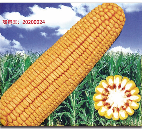 �Ǻ�618-���׷N��-���^�B