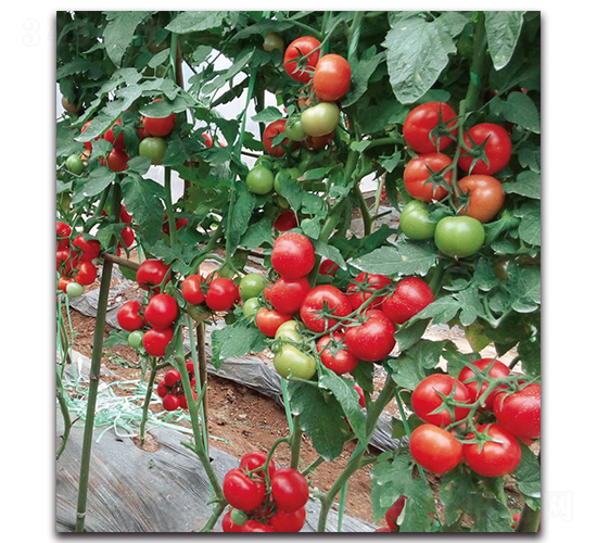 ��t����-���ѷN��-�F(xi��n)������