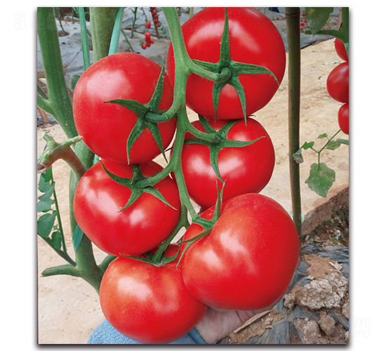 ��̩�t����-���ѷN��-�F(xi��n)������