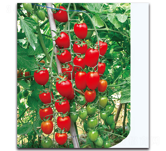 �����������ҷ���-���ѷN��-�F(xi��n)������