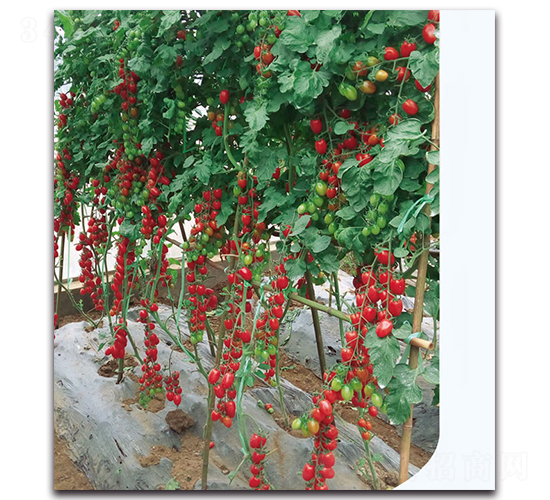 ���ؙ��ҷ���-���ѷN��-�F(xi��n)������