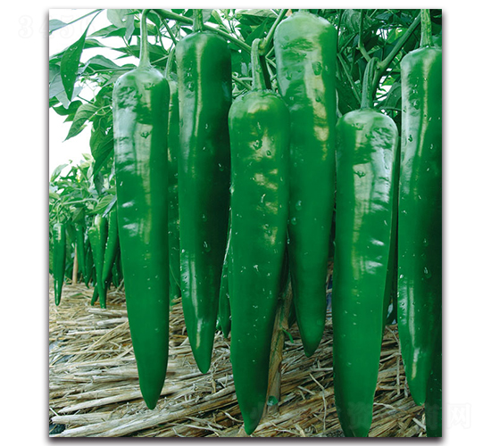 �¸��ཷ������-�����N��-�F(xi��n)������