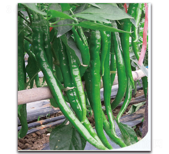 �L��8̖����-�����N��-�F(xi��n)������