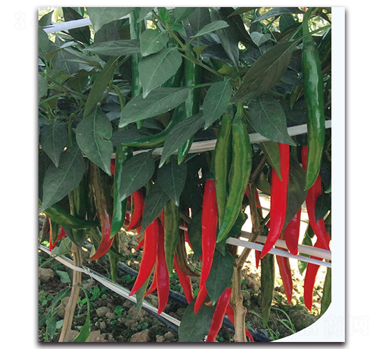 �t��301����-�����N��-�F(xi��n)������