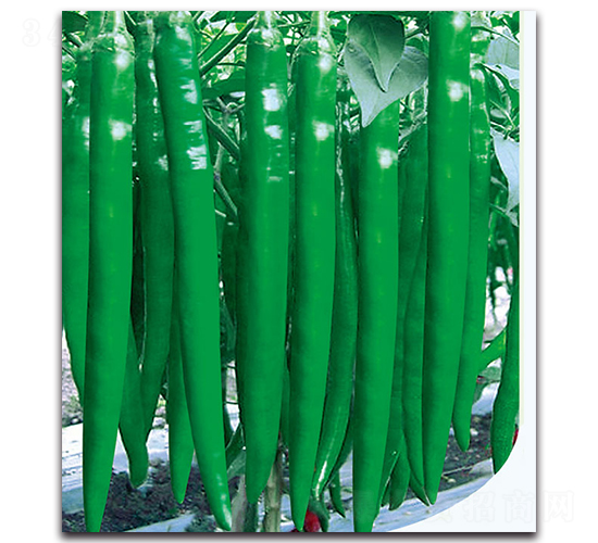 ��������-�����N��-�F(xi��n)������