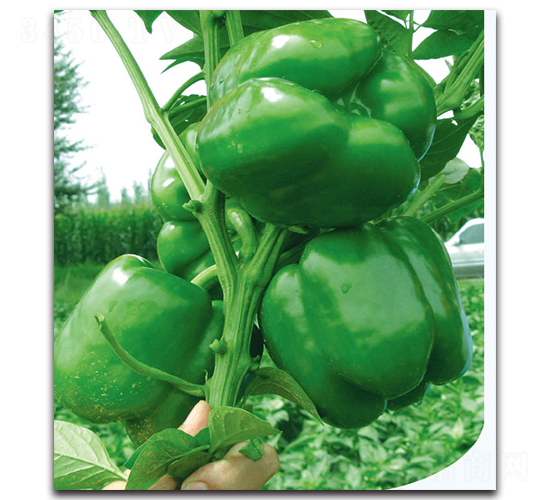 �P������-�����N��-�F(xi��n)������