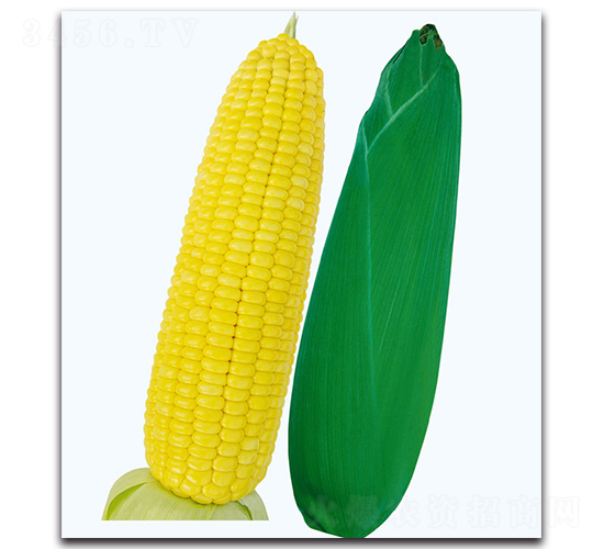 ���S6̖����-�����׷N��-�F(xi��n)������