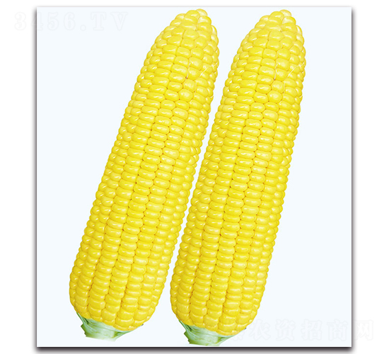 ������һ̖(h��o)����-�����׷N��-�F(xi��n)������