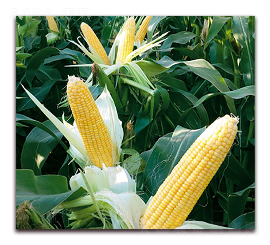 �fŴ168-Ŵ���׷N��-�A��N�I(y��)