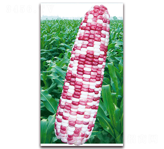 �f��Ŵ��̖-Ŵ���׷N��-�A��N�I(y��)