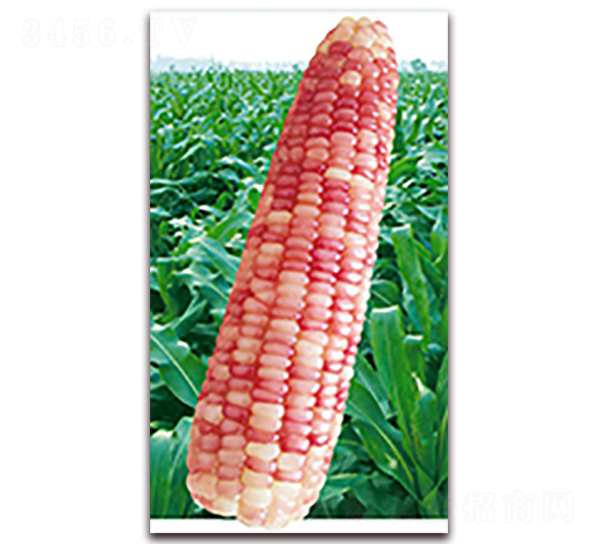 �f��Ŵ1227-Ŵ���׷N��-�A��N�I(y��)