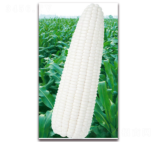 �fŴ2000-Ŵ���׷N��-�A��N�I(y��)