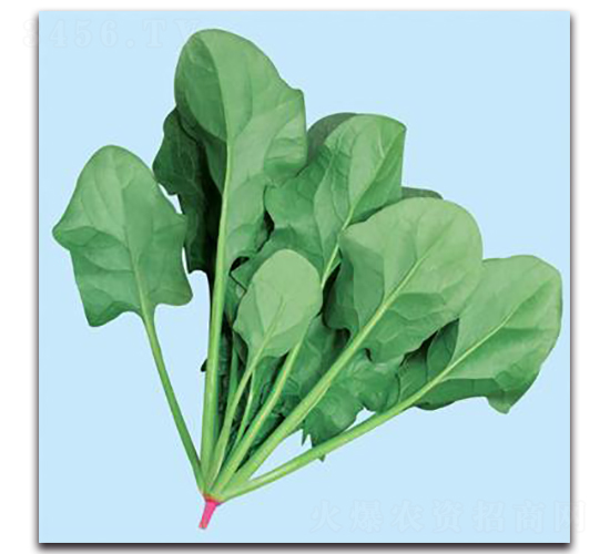 �����첤-���˷N��-���ܷN�I(y��)