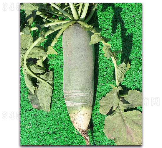 ���}��һ̖-�}���N��-���߷N�I(y��)