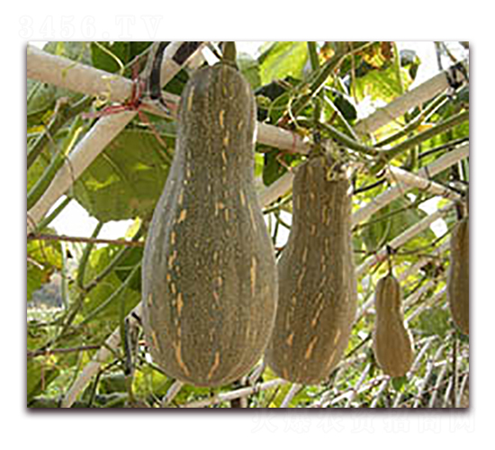 ������-�ϹϷN��-���߷N�I(y��)