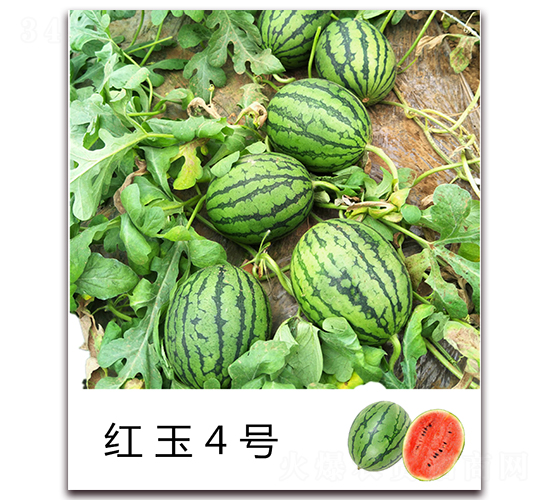 �t��4̖-���ϷN��-���߷N�I(y��)