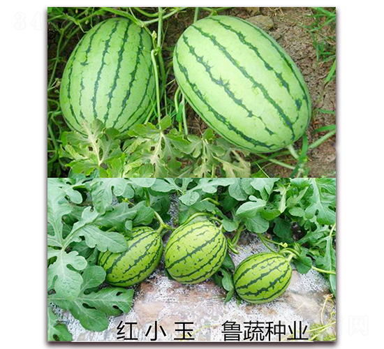 �tС��-���ϷN��-���߷N�I(y��)