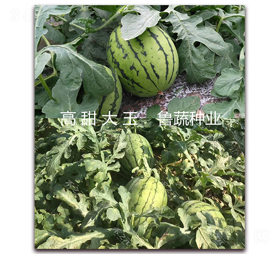 �������-���ϷN��-���߷N�I(y��)