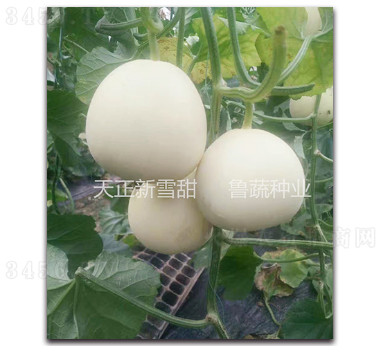 ������ѩ��-��ϷN��-���߷N�I(y��)