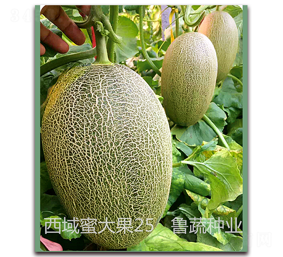 �����۴��25-��ϷN��-���߷N�I(y��)