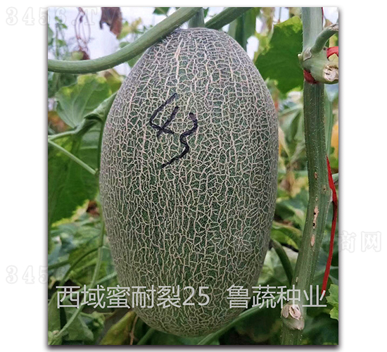 ����������25-��ϷN��-���߷N�I(y��)