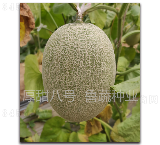 �����̖(h��o)-��ϷN��-���߷N�I(y��)