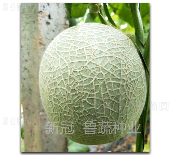 �¹�-��ϷN��-���߷N�I(y��)