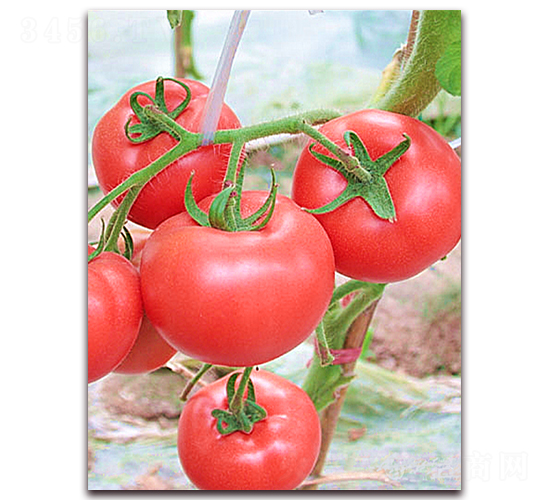 ����1626-���ѷN��-���߷N�I(y��)