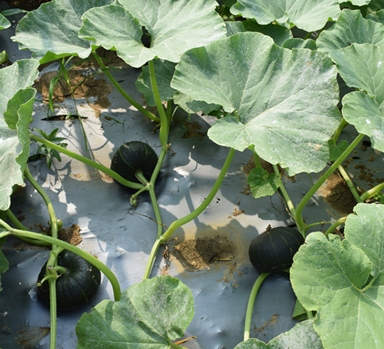 ��ؐ����̖-�ϹϷN��-���R�r(n��ng)�I(y��)