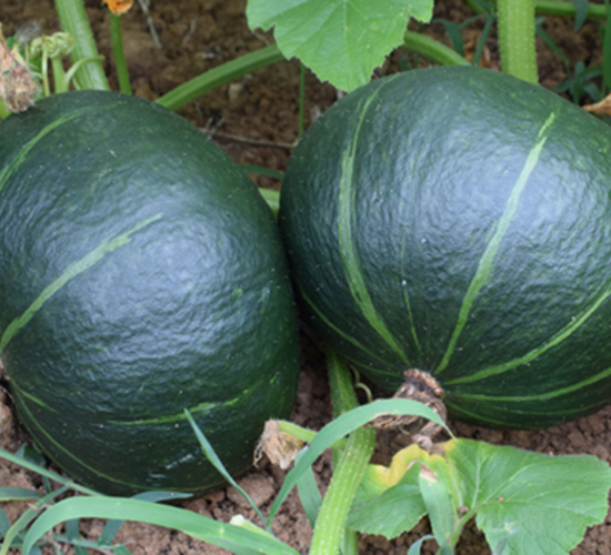 �ڌ�ʯ-�ϹϷN��-���R�r(n��ng)�I(y��)