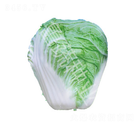 ɽ�|��̖(h��o)-�ײ˷N��-���߷N�I(y��)