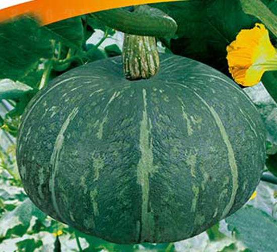 �G��ʯ-�ϹϷN��-���R�r(n��ng)�I(y��)